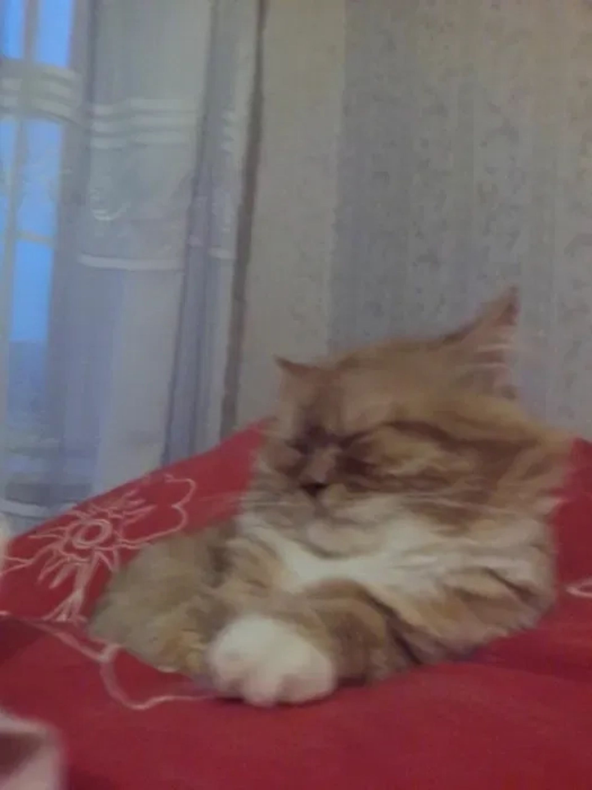 Тимофій бажає познайомитись... В'язка котів довгошерстий британець.