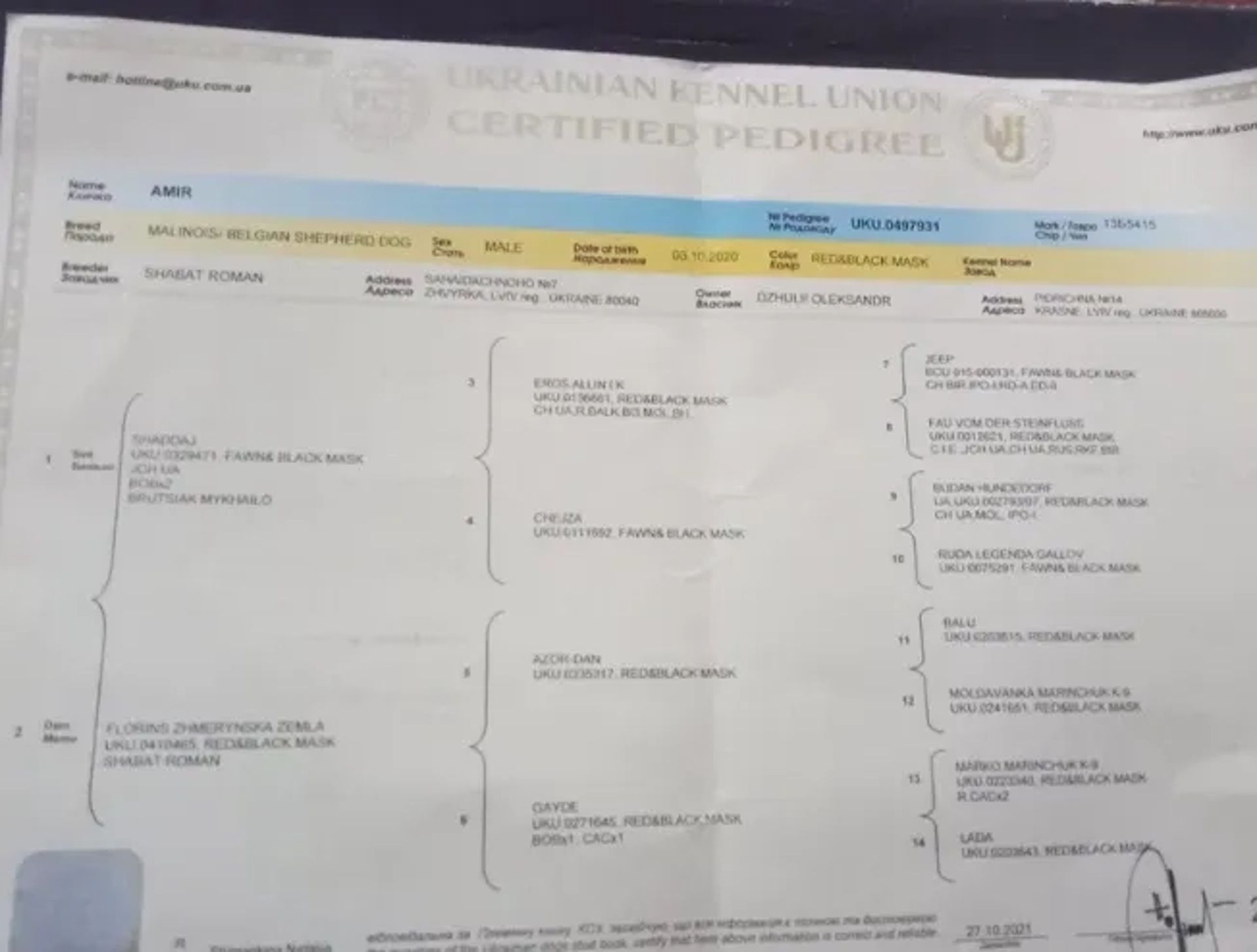 Бельгійська вівчарка малінуа в'язка