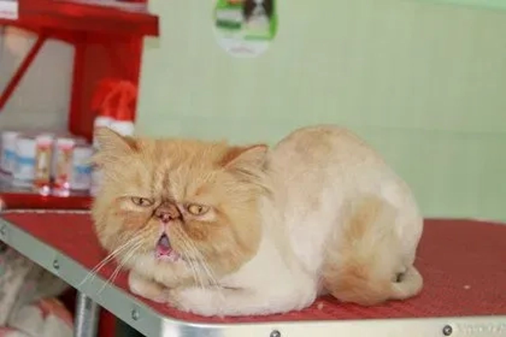 Стрижка и купание котов и кошечек
