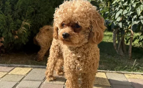 Maltipoo для в’язки