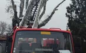 Спил и Обрезка деревьев. Обрезка веток.