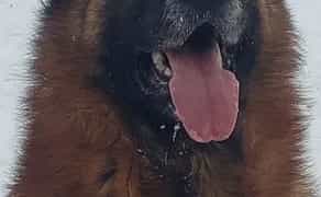 Кінолог. Дресирування. Виїзд. Навчаю охороні собак. Корекція поведінки