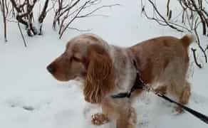 Спаніельчик шукає наречену.