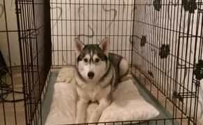 Клітки (переноски) для собак, котів - всіх розмірів.