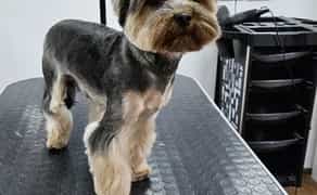 Пропоную професійний догляд за Вашими улюбленцями. Грумер. Стрижка собак і котів