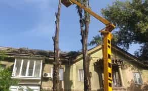 Спил дерев з автовишки | Санітарна обрізка, омолодження, кронування