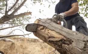 Спил, обрізка, кронування дерев Харків