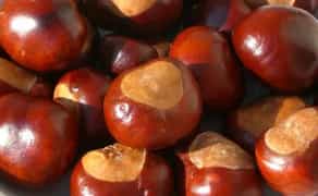 Приймаємо каштани