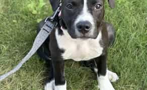 Кінолог. Групові та індивідуальні заняття. Лівий берег