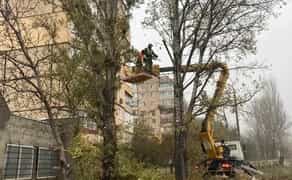 Розчищення ділянки від дерев поросли