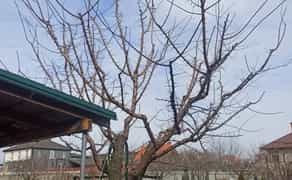 Обрізка саду/ Дроблення гілок/Дробарка Arpal