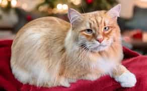 Муркотіння від Задоволення! Професійний Грумінг Котиків 800 грн.