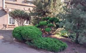 Послуги з обрізки культурних рослин, дерев та ялинок