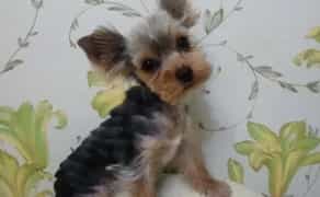 Професійна Стрижка Собак, Котів та Інших Тварин. Комфортний Грумінг