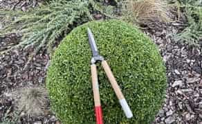 Стрижка туй, живоплотів, кущів та обрізка дерев професійно