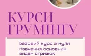 Курси Грумінгу "Під Ключ": Від Теорії до Практики. Успішна Кар'єра Чекає!