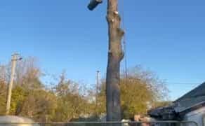 Зрізка дерев, обрізання