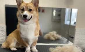 Стрижка собак та котів,грумінг