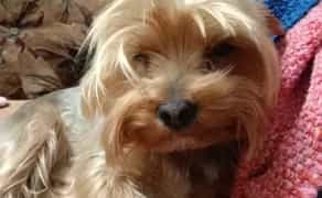 Йоркширтер'єр. Чистокровний Кобель готовий до вязки.