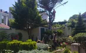 Стрижка хвойних, туй, чагарників, живоплоту. Садівник