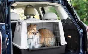 Перевечення тварин