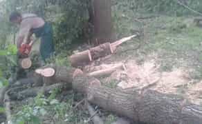 Зрізання дерев, зачистка земельних паїв від чагарників, зріжем дерево