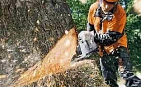 Арбористика професійна валка дерев