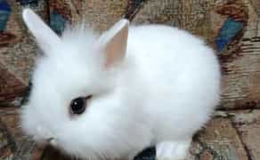 Маленький декоративний кролик — пухнасті кролики для виставки