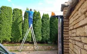 Стрижка чистка туй/ялівців