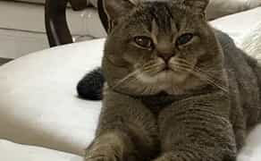 Кіт на вязку золота шиншила