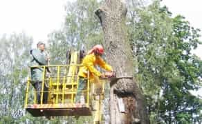 Спил, спилювання, обрізка дерев будь-якої складності
