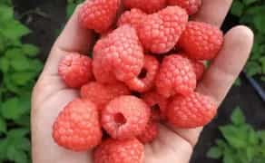 Закуповуємо малину на заморозку: працюємо щодня, розрахунок на місці!