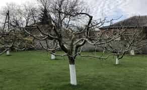 Якісна обрізка саду, плодових і декоративних дерев