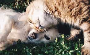 Перетримка тварин, зоосадочок, зооняня у Львові. Квартирна перетримка.