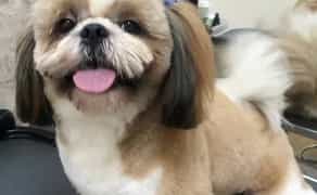 ГРУМІНГ собак та котів , на будь-який смак, породний грумінг, салонний, Азійський стиль, креативний грумінг