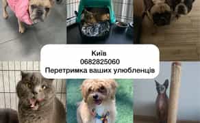 Перетримка цілодобово від 75 грн коти, собаки, гризуні