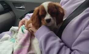 Доставка тварин, Перевезення тварин. Одеса. Переїзд. Трансфер - 20₴ кілометр