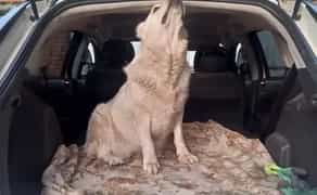 Перевезення тварин, трансфер тварин, доставка тварин, ЗОО таксі