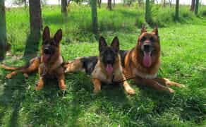 Дресирування. Індивідуальні заняття.