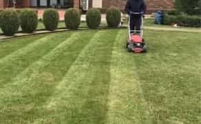 Обрізка дерев Послуги садівника Газон Посадка дерев