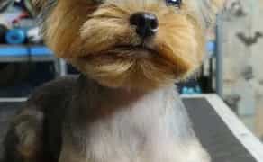 Груминг в Хортицком районе: Забота о вашем любимце