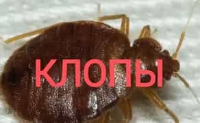 Уничтожение Травля Клопов Блох Тараканов / Уничтожить Травить Вывести