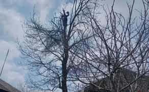 Спил та обрізання аварійних дерев методом альпінізму.