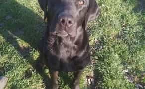 В'язка Лабрадора: Шукаємо Красуню для Продовження Чудового Родоводу!