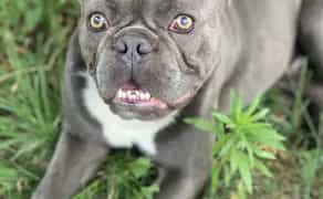 Французький бульдог, в'язка