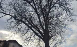 Виконую демонтажні, земляні роботи,порізку дров і зрізання дерев