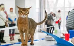 Феліног (фелинолог) котячий зоопсихолог. Кореція поведінки вашої тваринки.