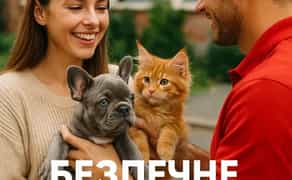 Зоотаксі: комфортне та безпечне превезення котів і собак