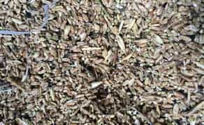 Зерновідходи на постійній основі. Цікавлять: Лушпиння проса, соняшника, рису. Висівки, мучка. Інші зерновідходи.