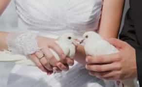 Білі голуби на весілля та свята